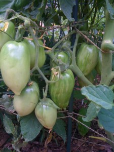 Green heirloom tomatoes